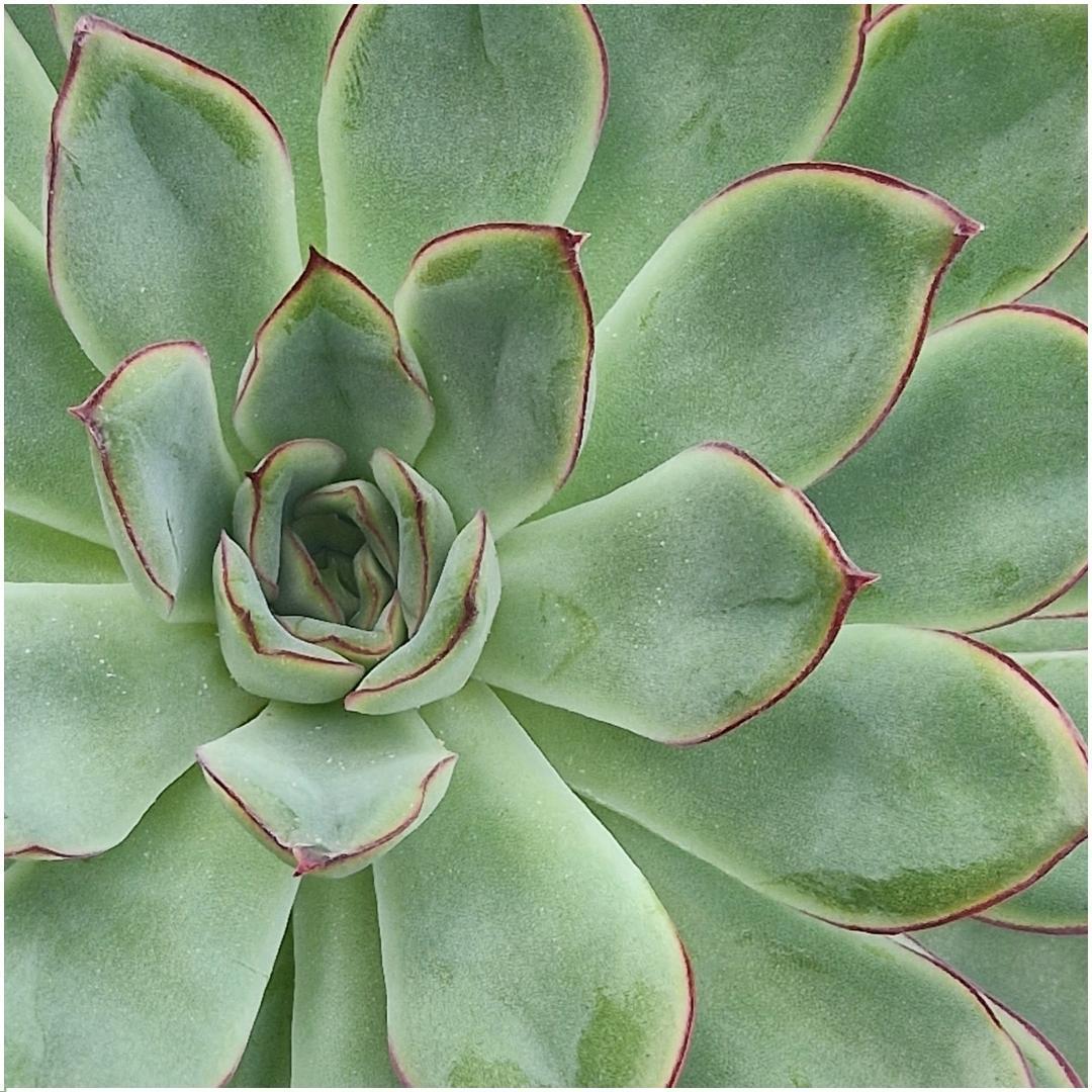 Livraison plante Succulente Echeveria Pulidonis sans Racines