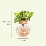 Livraison plante Syngonium Pixie en hydroculture