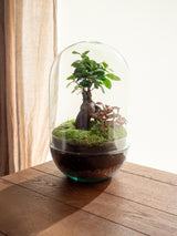 Livraison plante Terrarium - Rio Ookii