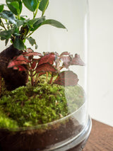 Livraison plante Terrarium - Siquijor