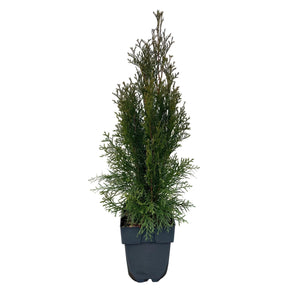 Livraison plante Thuja occidentalis Smaragd – Lot de 6 – Hauteur 60 cm
