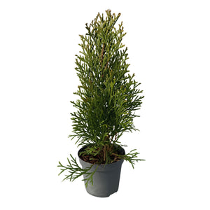 Livraison plante Thuja occidentalis Smaragd - Lot de 8 - Hauteur 30 - 35 cm