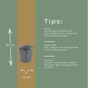 Livraison plante Thym blanc