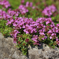 Kriechender Thymian (Thymus praecox) 'Coccineus'