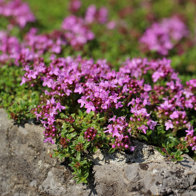 Kriechender Thymian (Thymus praecox) 'Coccineus'