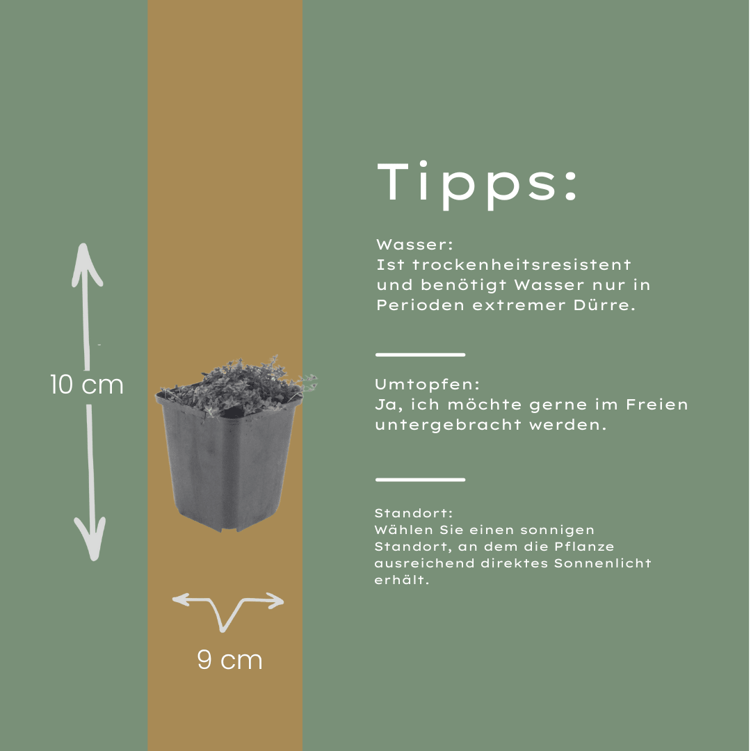 Livraison plante Thym coccineus