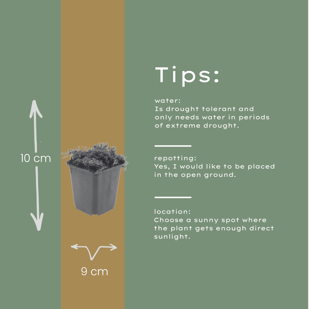 Livraison plante Thym Purple beauty