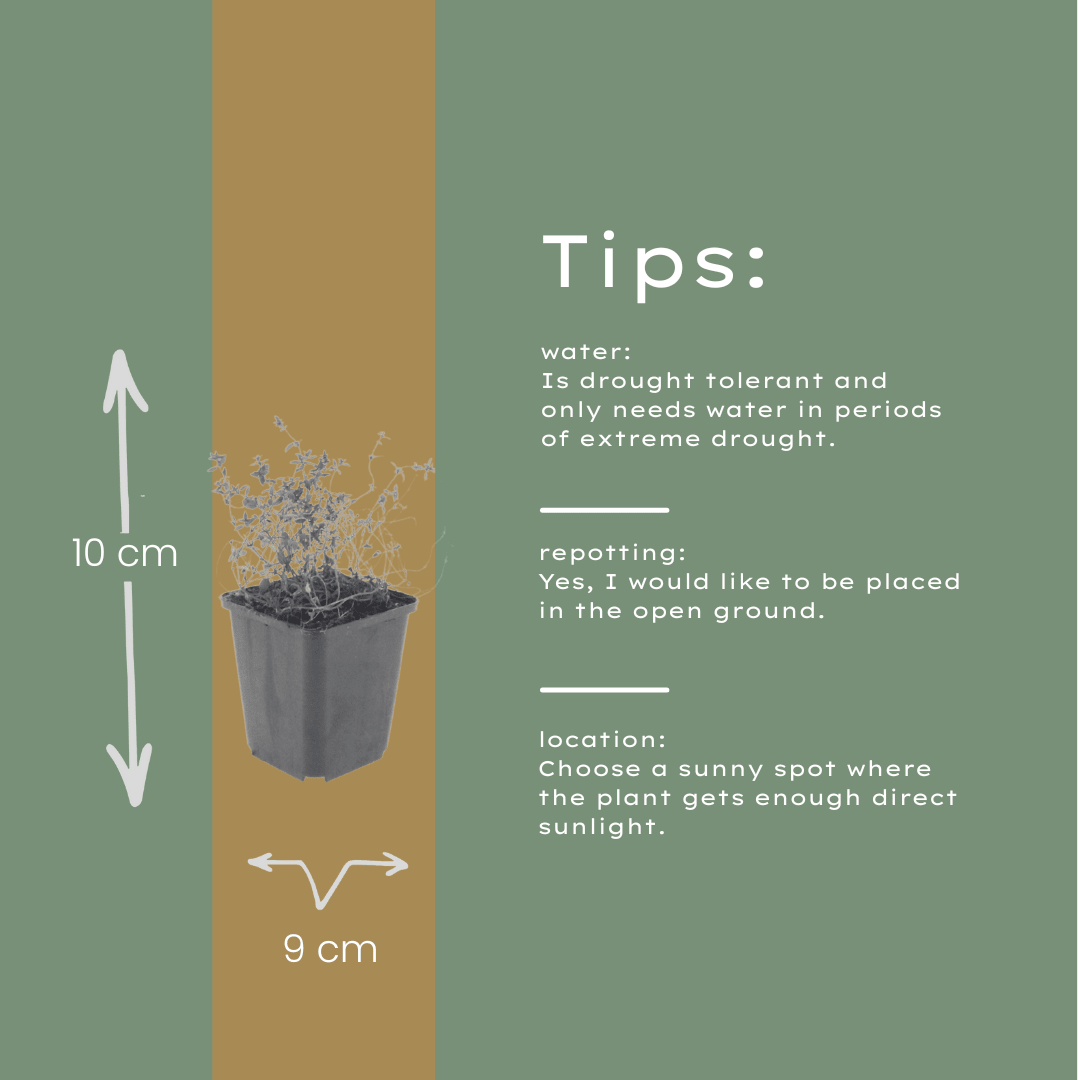 Livraison plante Thyms vulgaris
