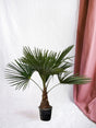 Livraison plante Trachycarpus