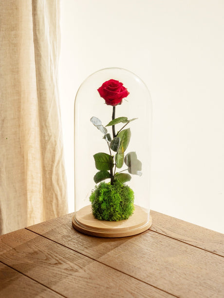 Livraison plante Très grande Rose éternelle sous cloche - St Valentin