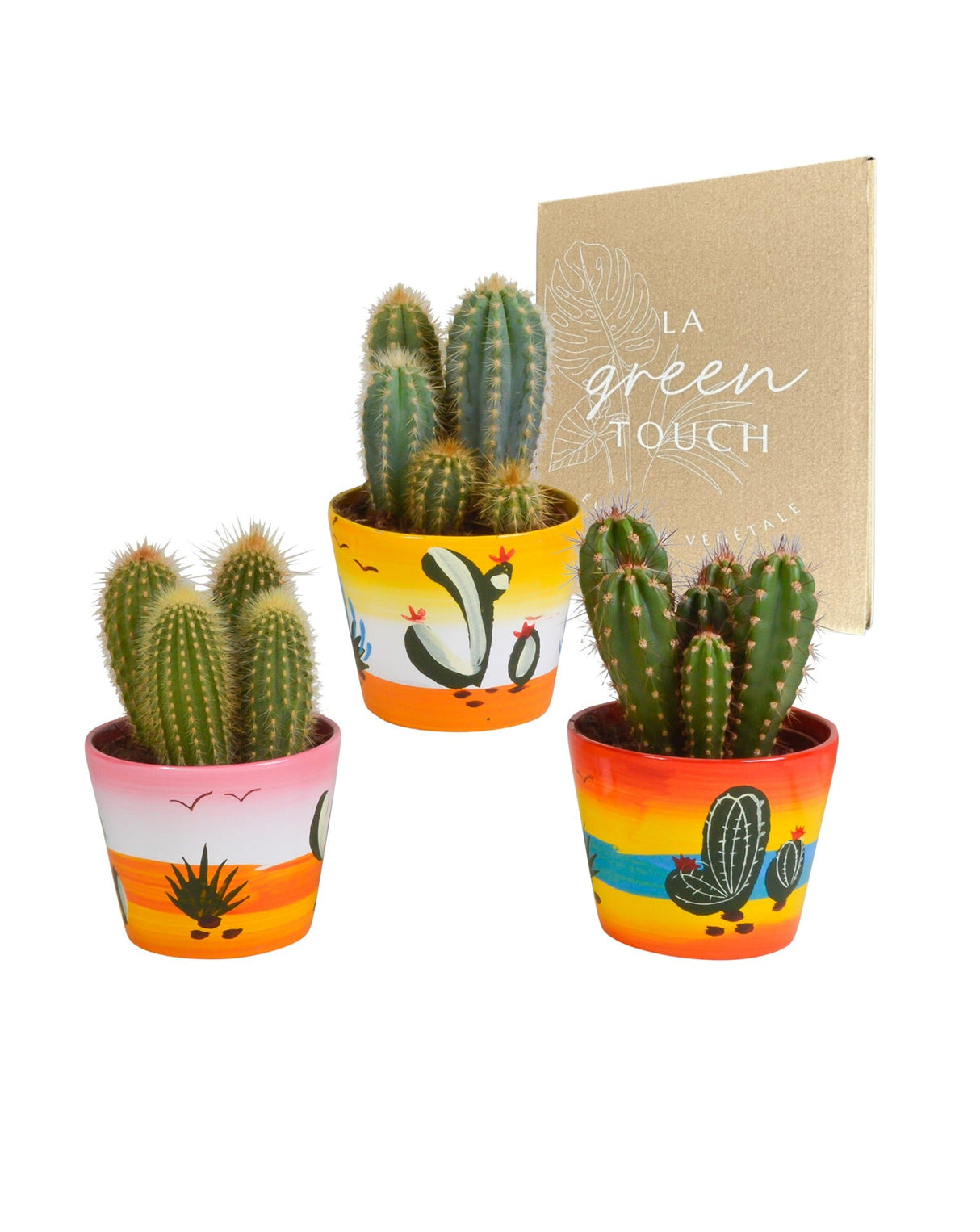 Livraison plante Trio de Cactus et leurs caches - pots h23cm