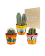 Livraison plante Trio de Cactus h18cm