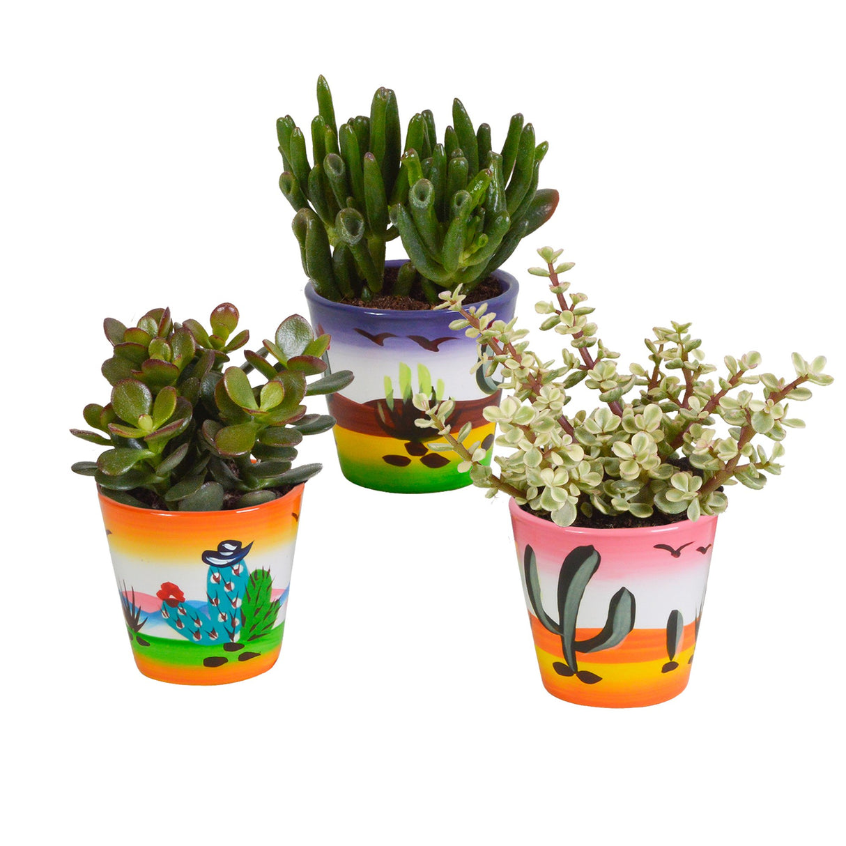 Livraison plante Trio de Crassula et leurs caches - pots h18cm