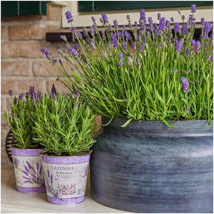 Livraison plante Trio de Lavande angustifolia Felice® et leur pot