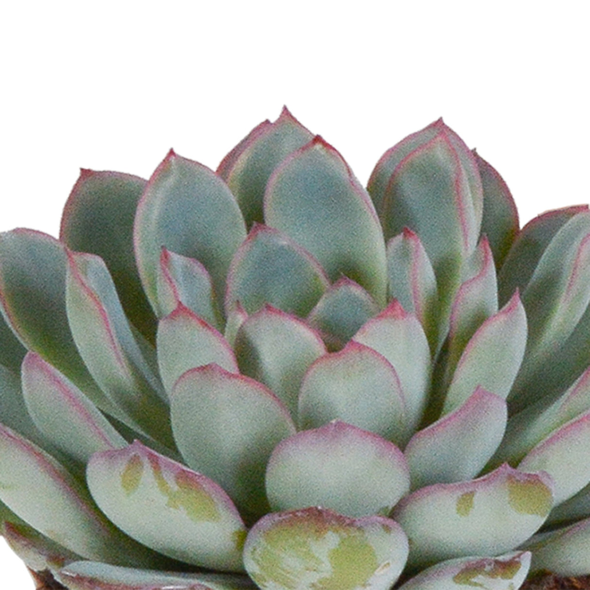 Livraison plante Trio d'Echeveria et leurs caches - pots blancs h15cm