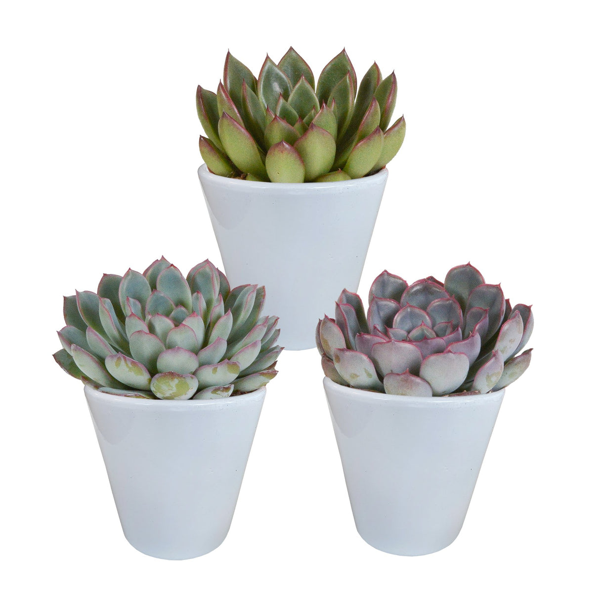 Livraison plante Trio d'Echeveria et leurs caches - pots blancs h15cm