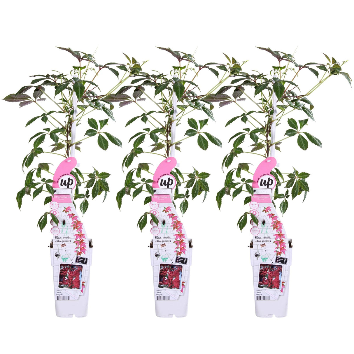 Livraison plante Trio Passiflora 'Constance Elloot'