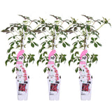 Livraison plante Trio Passiflora 'Constance Elloot'
