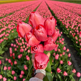 Livraison plante Tulipe Pink Impression - 15 Bulbes