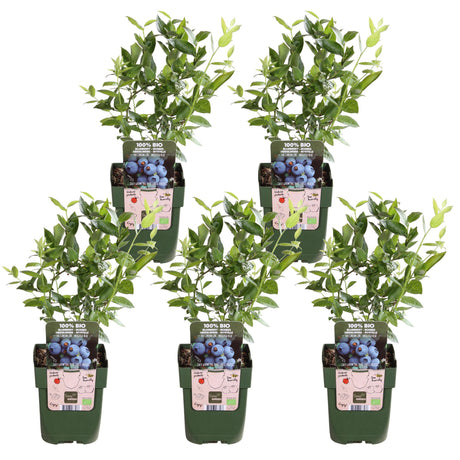 Livraison plante Vaccinium corymbosum 'Brigitta Blue' - Lot de 5