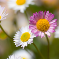 Mexikanisches Gänseblümchen (Erigeron karvinskianus) 'Erigeron karvinskianus'