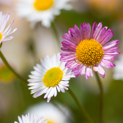 Mexikanisches Gänseblümchen (Erigeron karvinskianus) 'Erigeron karvinskianus'