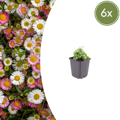 Mexikanisches Gänseblümchen (Erigeron karvinskianus) 'Erigeron karvinskianus'