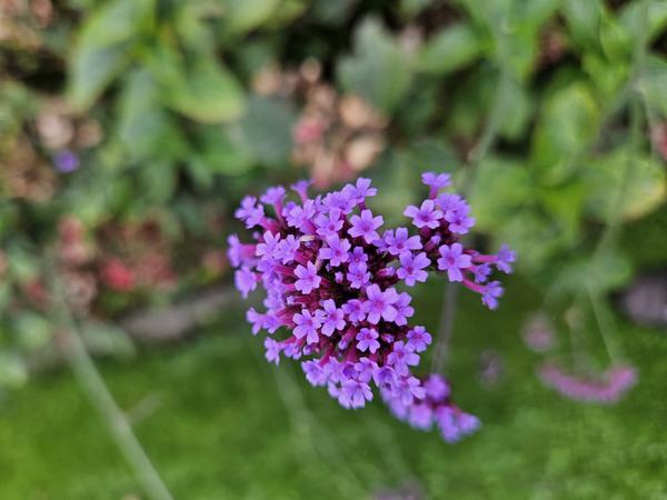 Livraison plante Verveine de Buenos Aires
