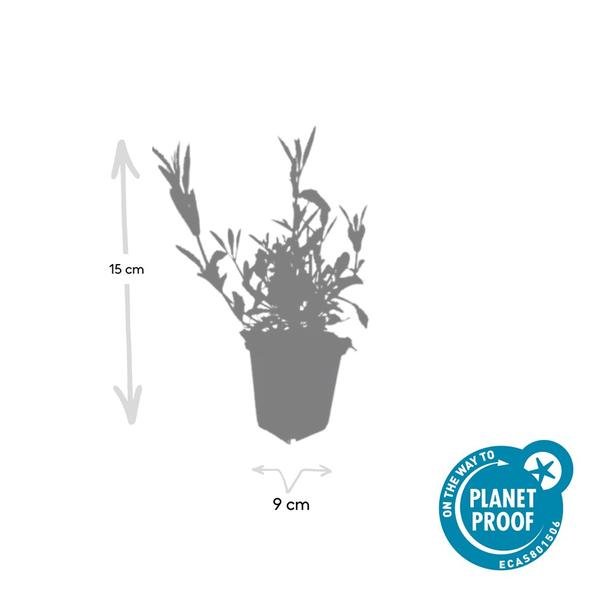 Livraison plante Verveine de Buenos Aires