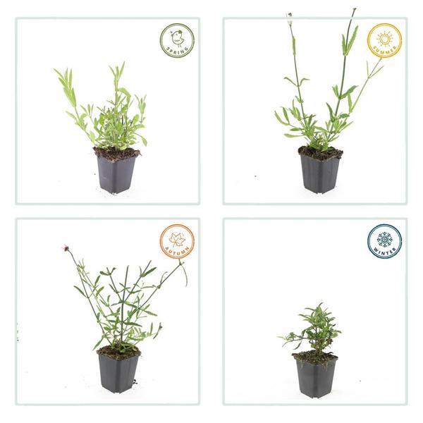 Livraison plante Verveine de Buenos Aires