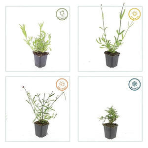 Livraison plante Verveine de Buenos Aires