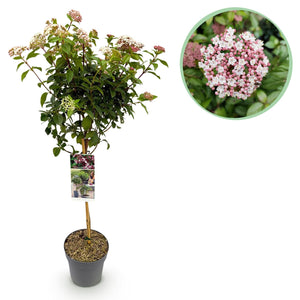 Livraison plante Viburnum tinus Eve Price – Pot 19 cm – Hauteur 90 cm