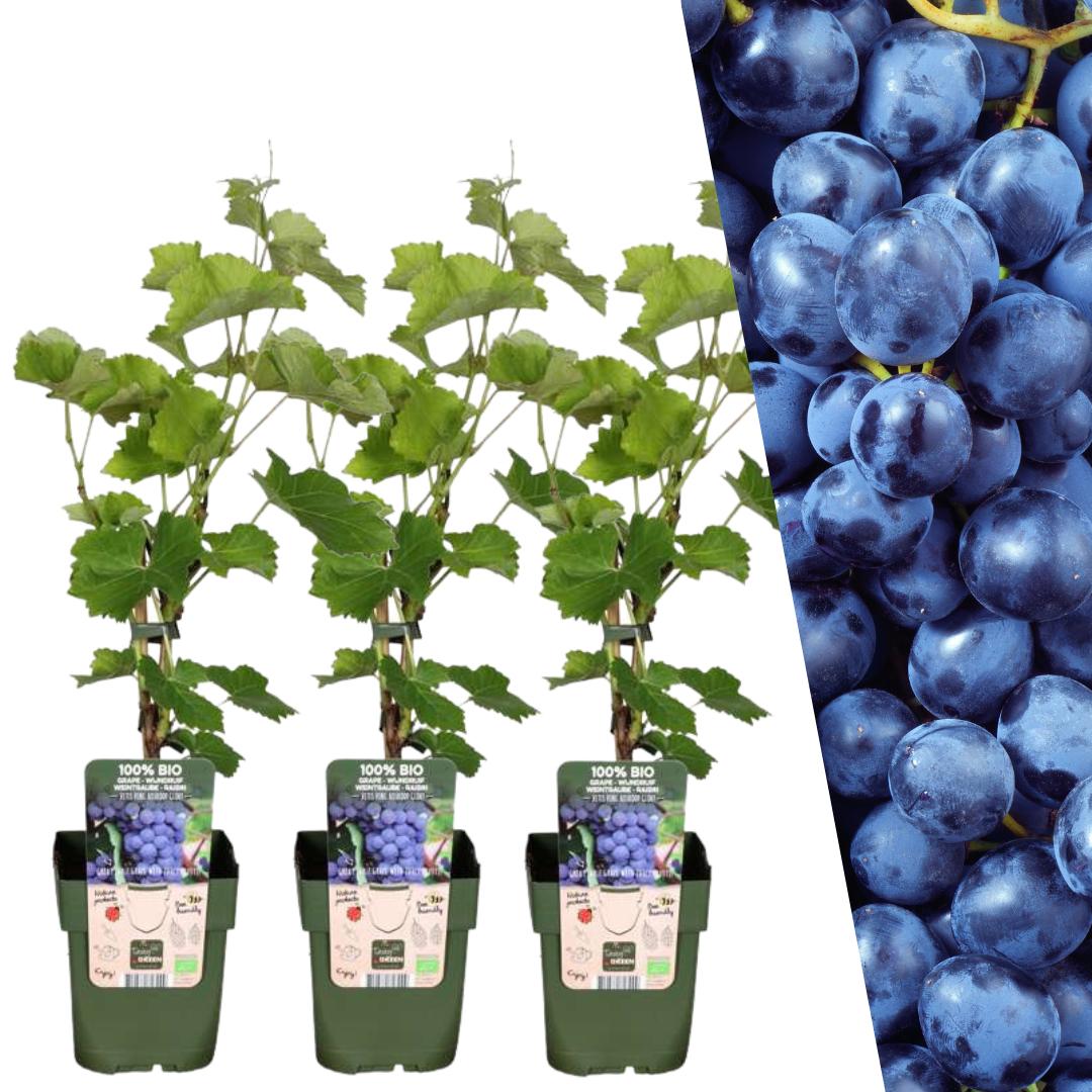 Livraison plante Vigne de raison bio x 3