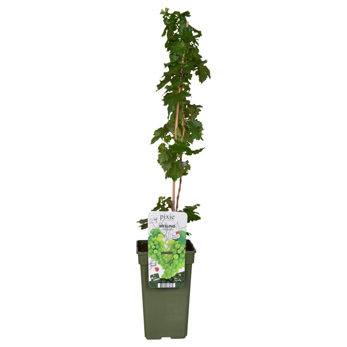 Livraison plante Vigne raisin 'Riesling' - ↨65cm - Ø19 - arbuste fruitier