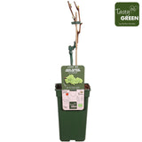 Livraison plante Vigne raisin sans pepin 'Lakemount' - ↨50cm - Ø19 - arbuste fruitier