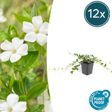 Livraison plante Vinca minor 'Alba'