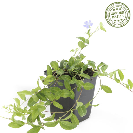 Livraison plante Vinca minor - Lot de 6