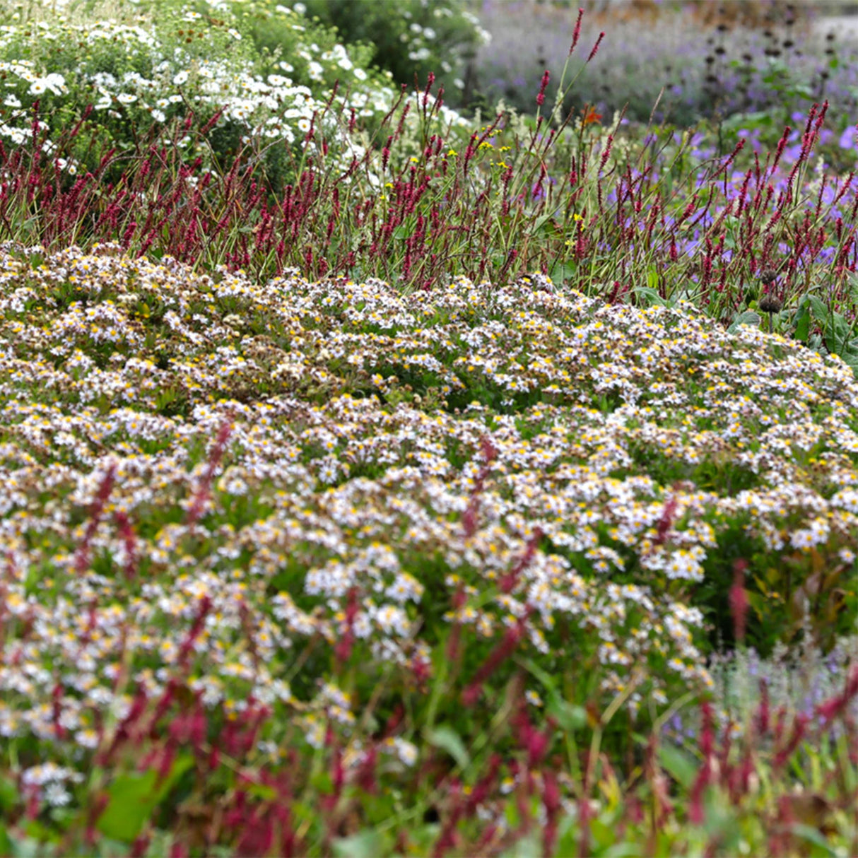 Livraison plante Vivaces d'ombre Mix – Lot de 8 – Pot 11 cm