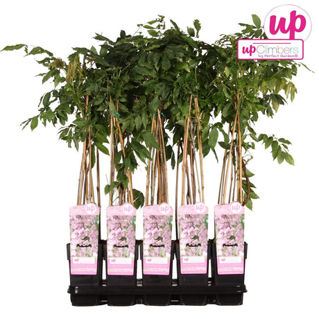 Livraison plante Wisteria Floribunda 'Rosea' - ↨65cm - Ø15