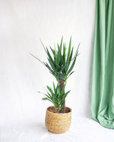 Livraison plante Yucca d'intérieur