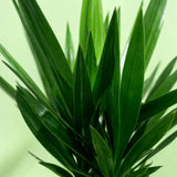 Livraison plante Yucca elephantipes d24cm H140cm