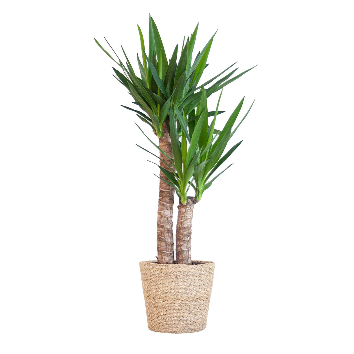 Livraison plante Yucca Elephantipes et son pot