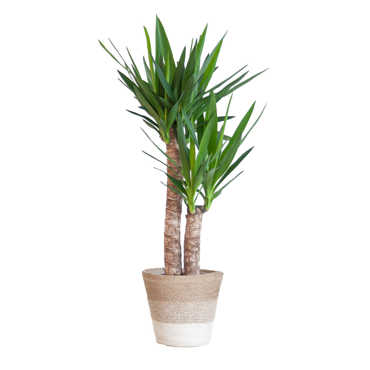 Livraison plante Yucca Elephantipes et son pot