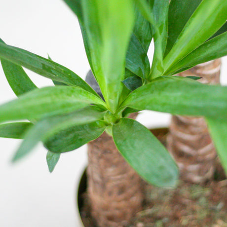 Livraison plante Yucca Elephantipes et son pot