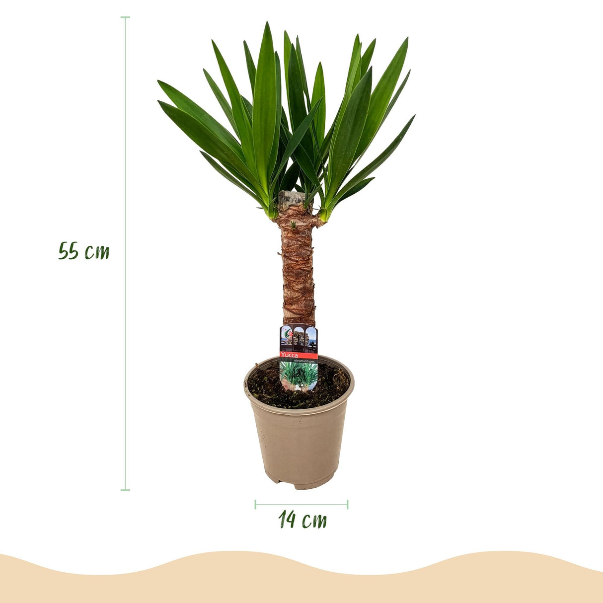 Livraison plante Yucca elephantipes – Lot de 2 – Pot 14 cm – Hauteur 55 cm