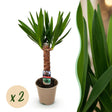 Livraison plante Yucca elephantipes – Lot de 2 – Pot 14 cm – Hauteur 55 cm