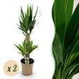 Livraison plante Yucca elephantipes – Lot de 2 – Pot 17 cm – Hauteur 75 cm