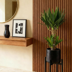 Livraison plante Yucca elephantipes – Lot de 2 – Pot 17 cm – Hauteur 75 cm