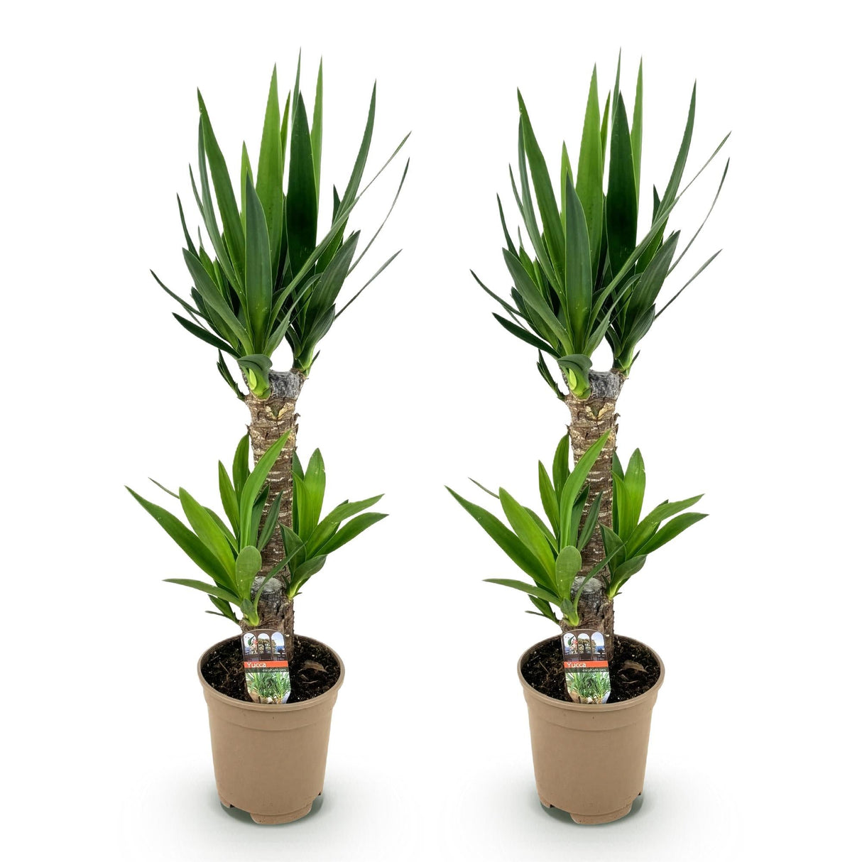 Livraison plante Yucca elephantipes – Lot de 2 – Pot 17 cm – Hauteur 75 cm