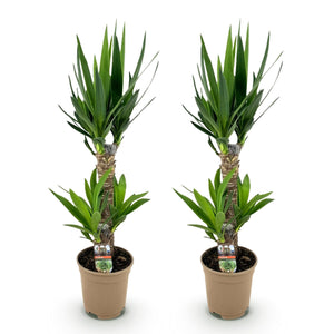 Livraison plante Yucca elephantipes – Lot de 2 – Pot 17 cm – Hauteur 75 cm